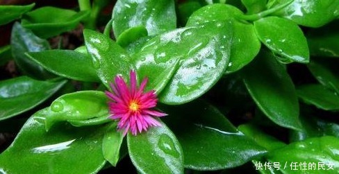 养护|这花一根枝条就能活,花开的美不胜收,怎么养护你知道吗