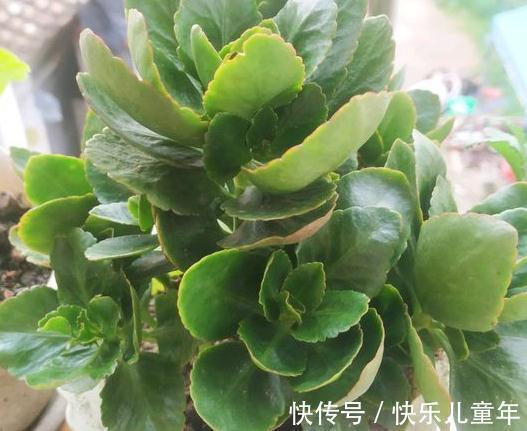 长寿花的5种注意事项你一定要了解,懂得这些它才能花开不断