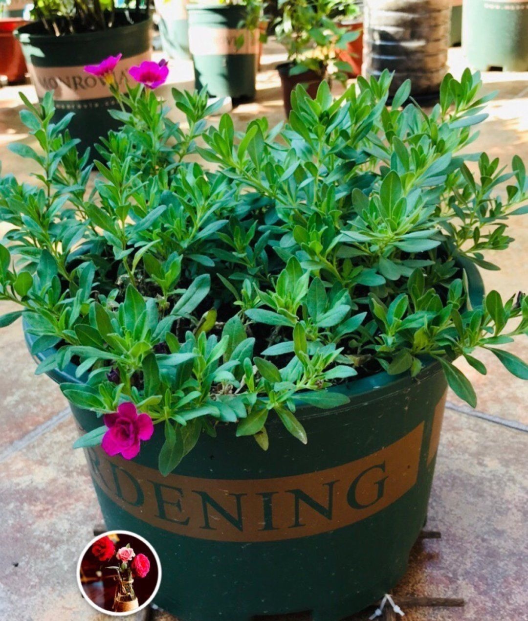 塑料瓶|旧筷子、老干妈瓶别扔,拿来养花效果好,省下一笔养花钱