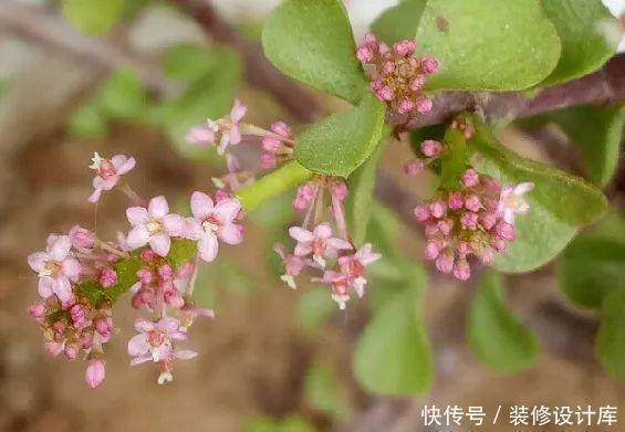 假花|金枝玉叶开花了，真花长这样，很多人没见过，花开养成小老桩