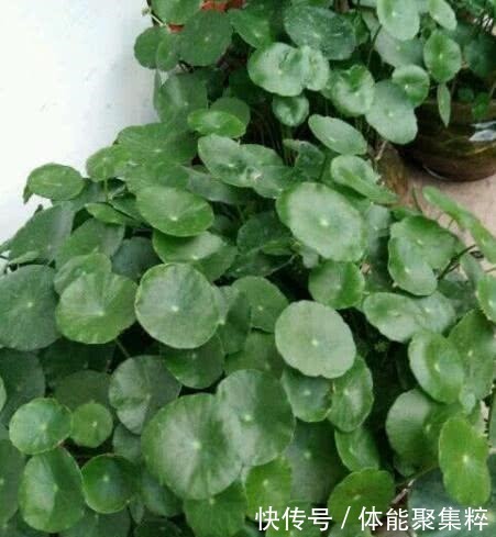 铜钱草不长个“从里到外”改一改,猛蹿10厘米,大叶挤满小花盆!