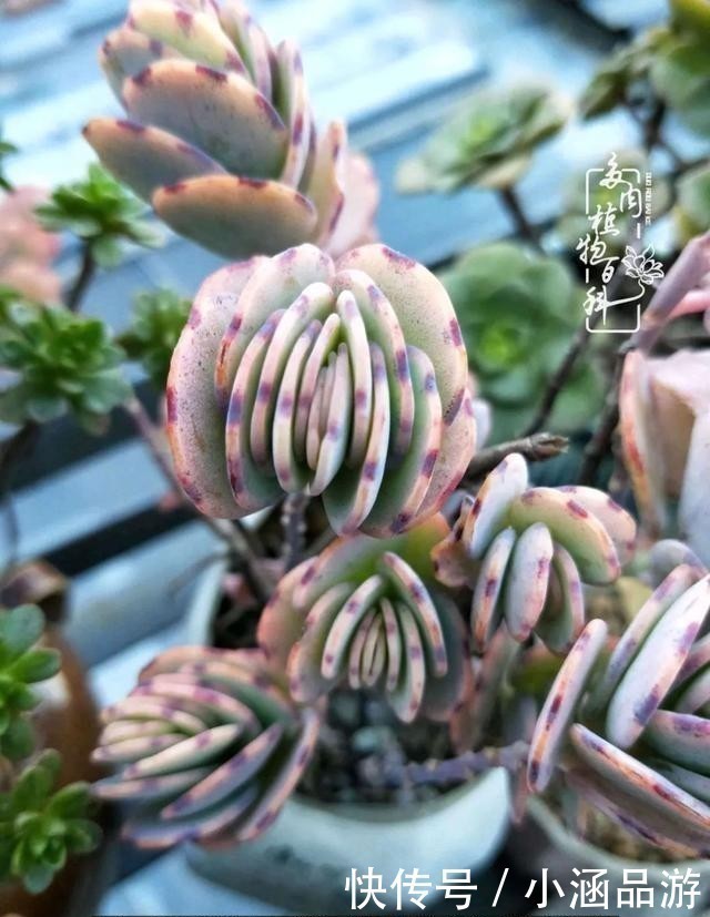 从一颗到500多盆，遇见多肉后，满眼全是你！