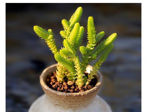 4种清新喜人的多肉植物,颜值高好养护,适合女生养!