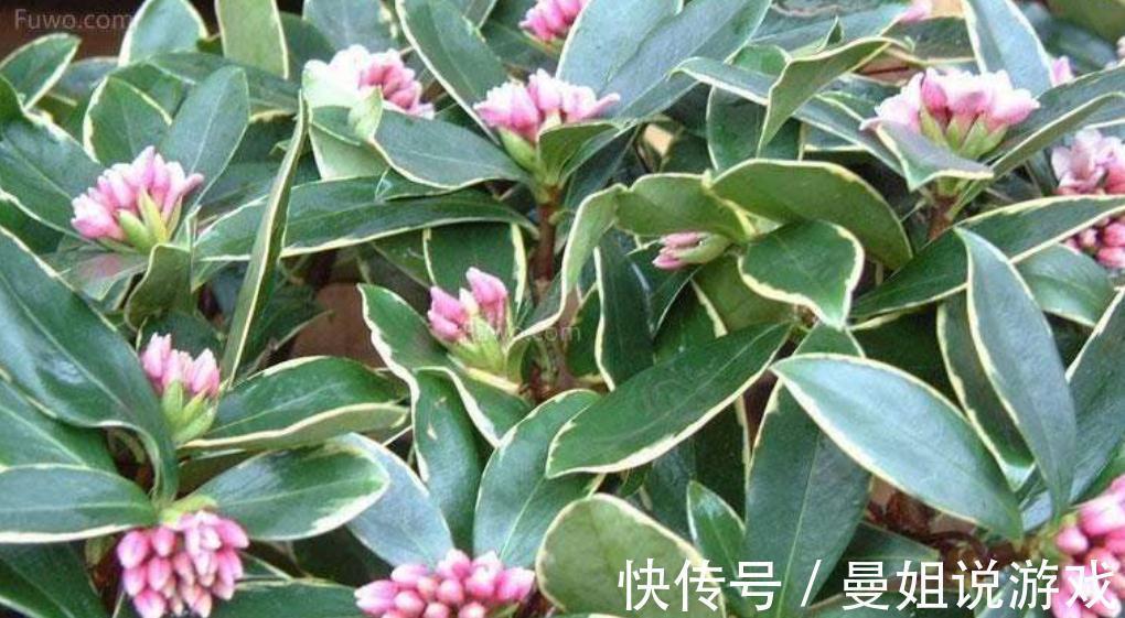 秋末给金边瑞香加点营养餐，新叶萌发快，养壮身体好开花