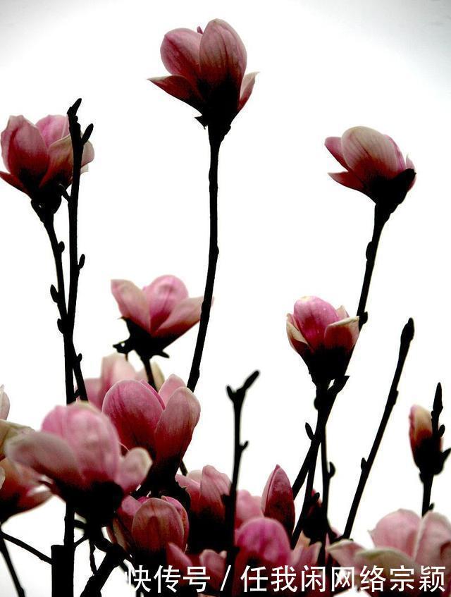 梧桐调《七绝》