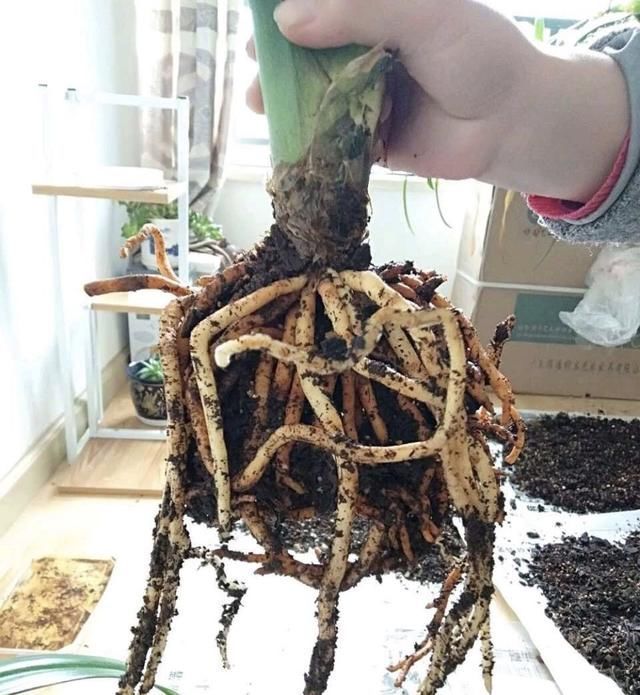 春天给兰花、君子兰换盆，土里多加“1种”小东西，生根快长得旺