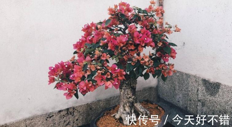 这3种植物适合新手玩“养成老桩”,甭错过!