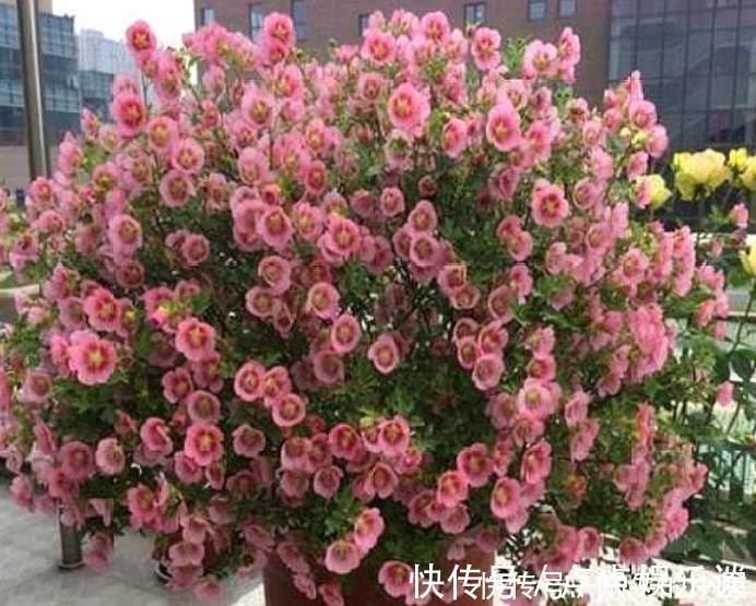 四季海棠四季海棠|4种花美的出奇,不仅花好看,名字也好听,好养漂亮!