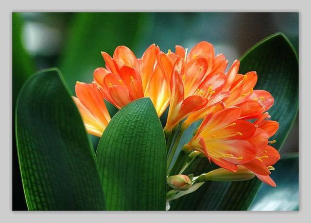 君子兰喝3种“营养水”,“5箭齐发”拔高个,蹭蹭开花不夹箭