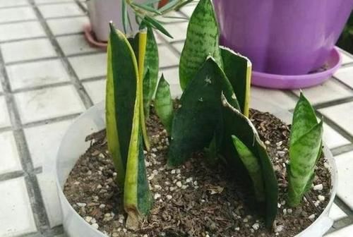 喜欢养虎皮兰就用叶片扦插,操作超简单,还生根快、成活率高