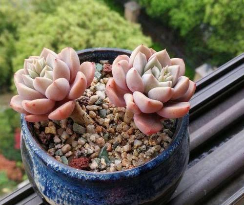 多肉植物越长越瘦是你不会捣鼓,教你4招,个个胖鼓鼓