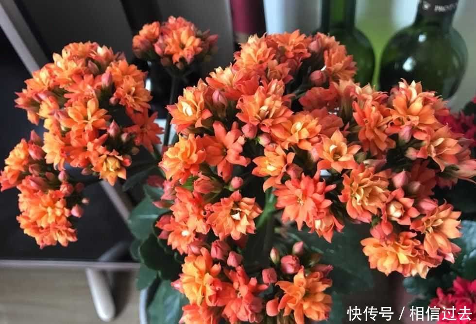 长寿花进入了盛花期,做好这2点,见花不见叶,花量更大