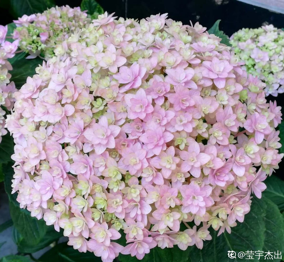 花手鞠|夏天扦插最好活，剪个枝条插土里，10天就生根