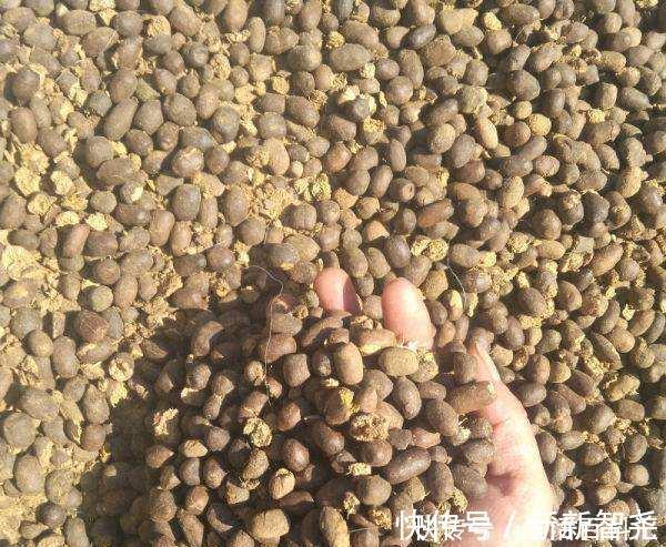 羊粪养花好？3个害处不知道，越养越心烦，还很容易养死