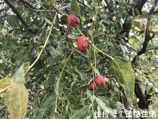 五树&俗话说“院中栽五树,子孙一直富”,啥意思指的是哪五种树