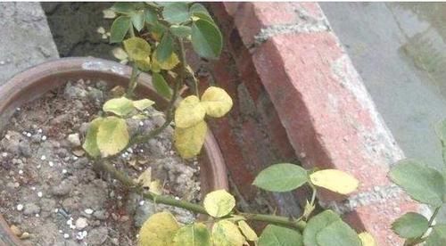 土壤|养花常浇1种水,不用年年换盆,土壤松软,10年不黄叶!