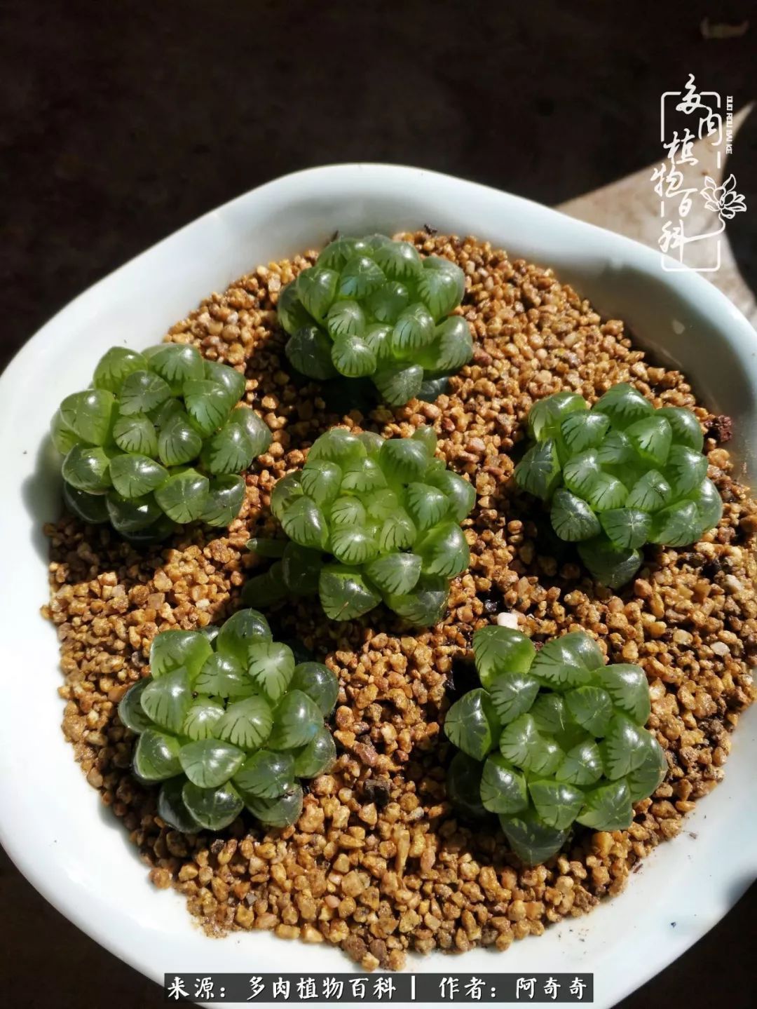 静心养多肉,只是为了在成人的世界里随波不逐流!