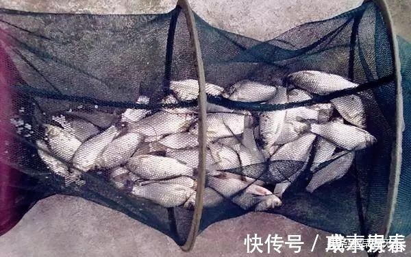 钓饵|十钓九空原来这饵才是大鲫鱼的最爱,后悔没早一点发现