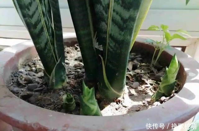 虎皮兰长得慢,这种东西每月用1次,叶子又高又亮,蹭蹭爆崽!