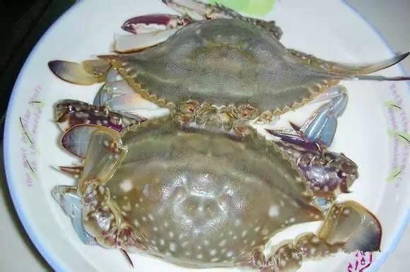 海鲜|渔民整理的海鲜大全,以后再也不怕不认识海鲜了