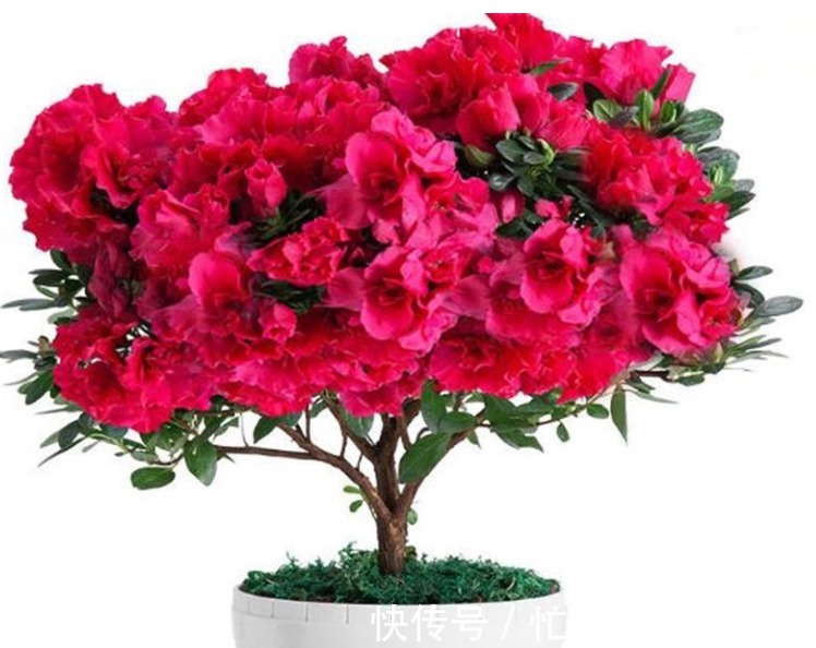 养杜鹃花、茶花、栀子花，跟着我做，五年不换盆依然茂盛开花多