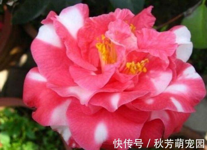 茶花|冬天就养此款植物，好养易打理，花色柔美，花朵烂漫迷人，美爆了