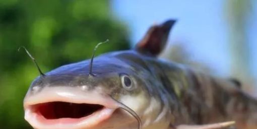 对付|一种钓法“对付”黄颡鱼，百试百灵，越钓越不想收竿