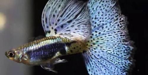 地球上10大孔雀鱼品种 第一尾部如马赛克 第四蛇王孔雀鱼