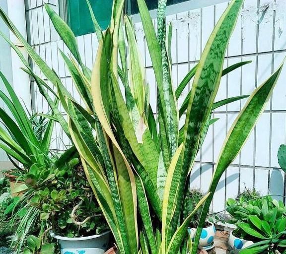 花盆|高手养虎皮兰土壤中加点“它”,一周冒出8个芽,呼呼长“爆盆”