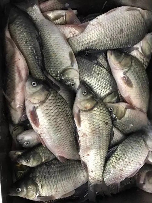 天冷鱼难钓?记牢老钓友这4字真言,别人没鱼你上鱼