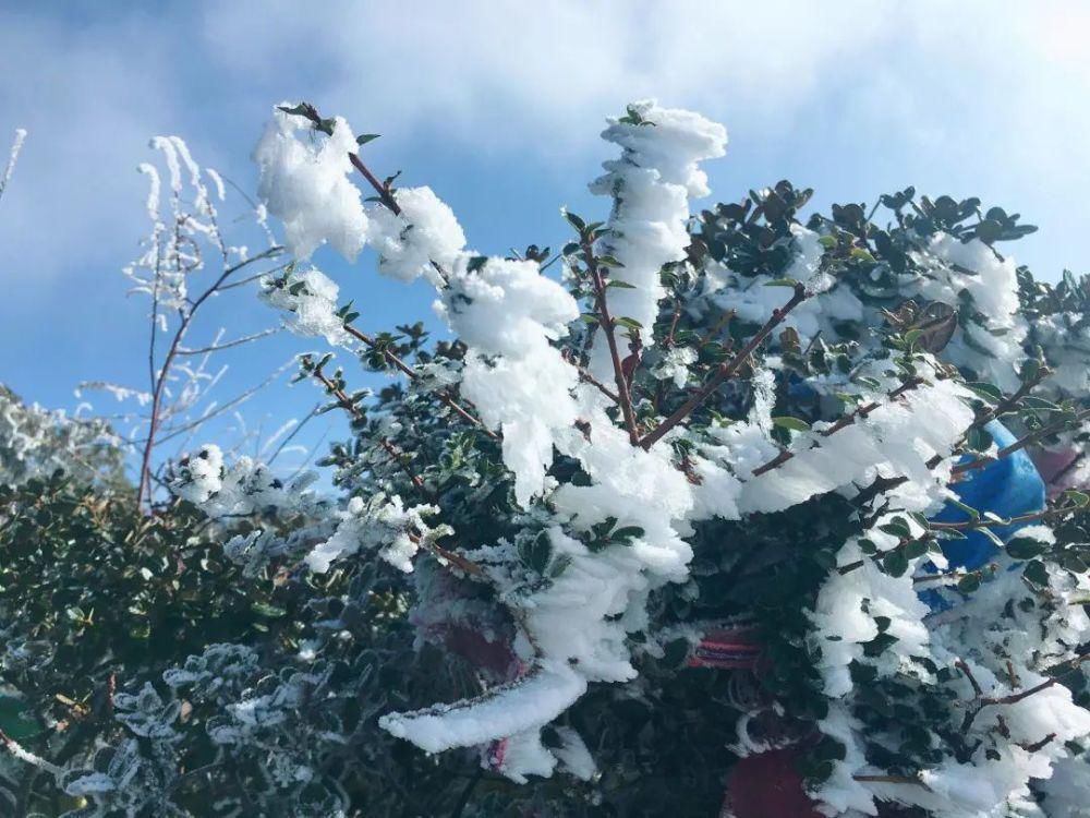 情结|云海与雪景、雾凇齐聚,惊艳了鸡足山的冬天!