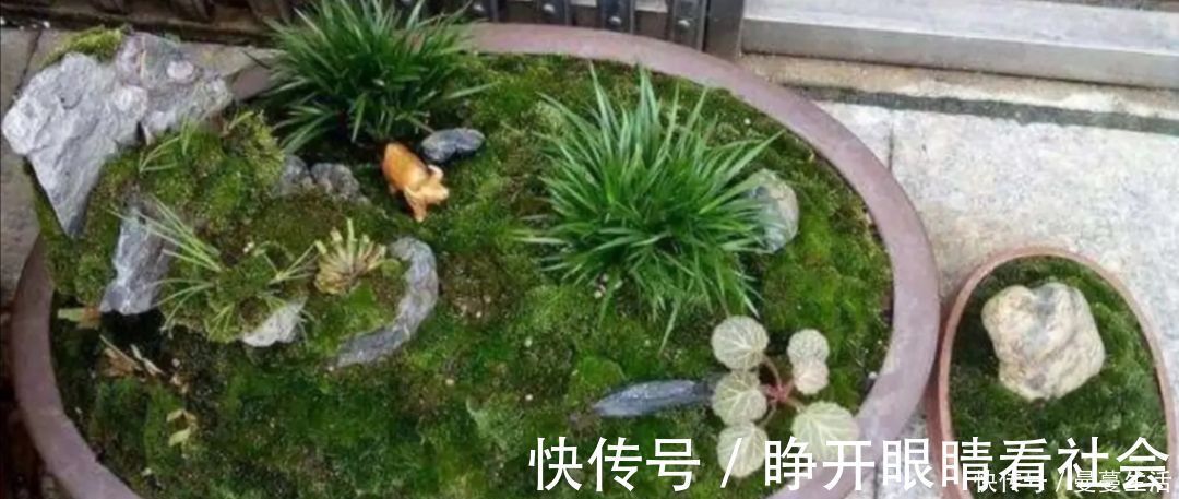 2种简单的方法，让盆景里长出绿油油的苔藓，漂亮又美观