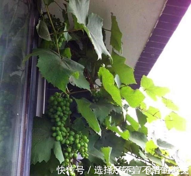 葡萄藤|老爸挖回一段“怪老藤”，养了小一年，爬到窗沿，挂了满墙果！