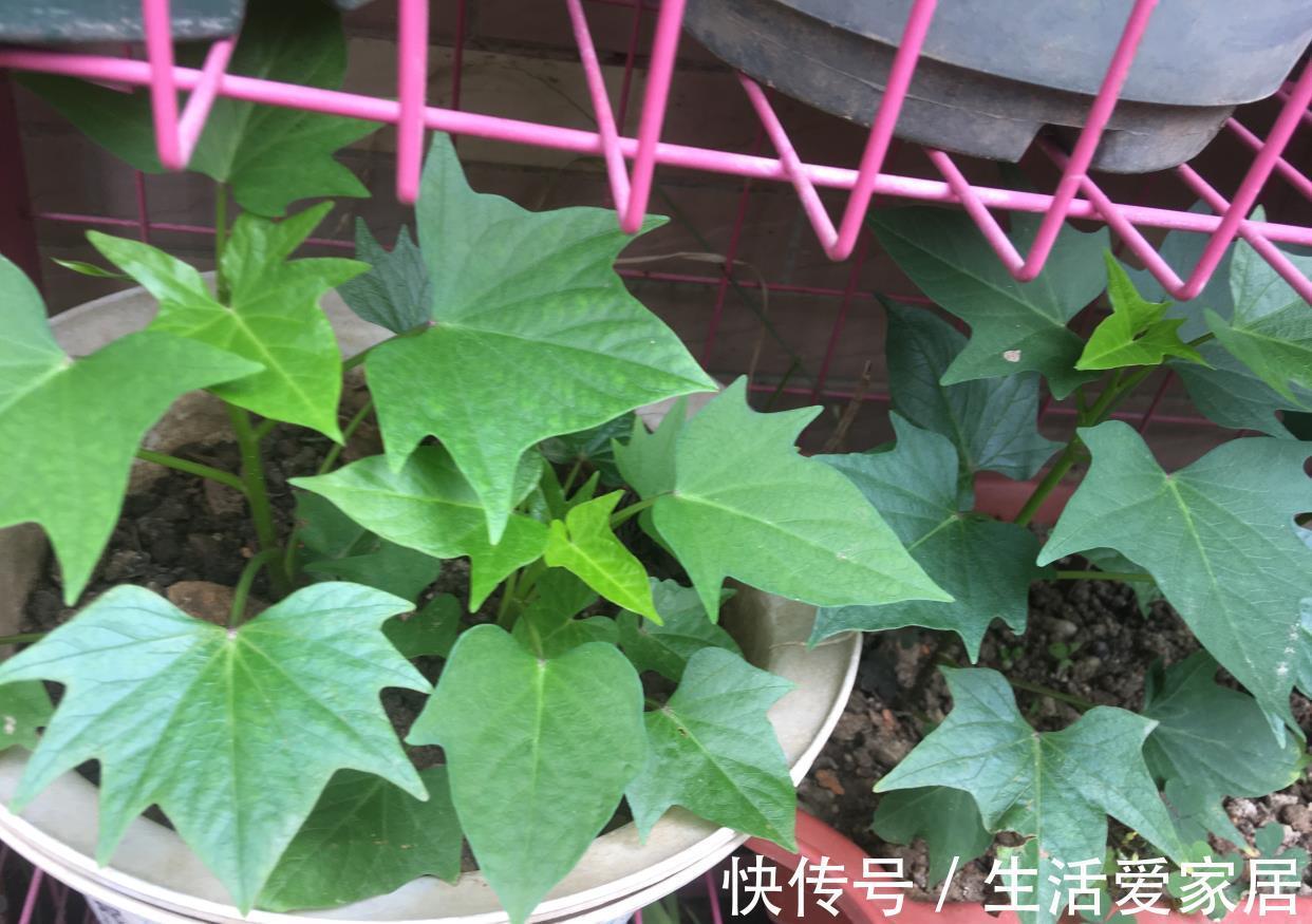 木耳菜|适合夏天种阳台的3种蔬菜，好养又好看，摘了又可以长，吃不停