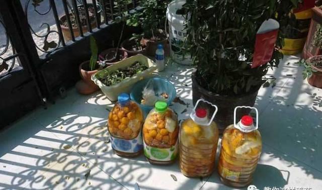 厨房这3样“小东西”,养花比肥好使,养啥爆啥!