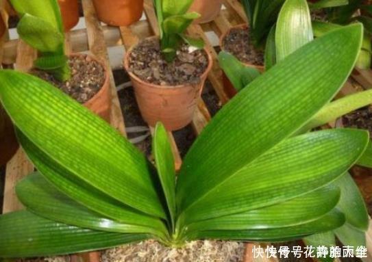 冬季君子兰入室，“3个位置”不宜摆放，容易黄叶不开花，切记！