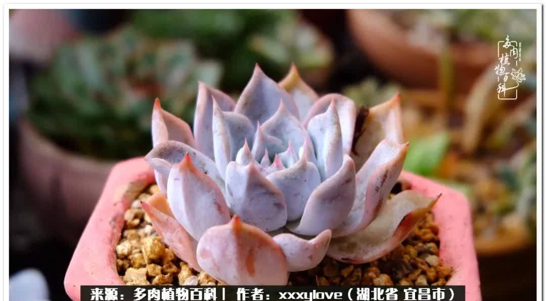 时光匆匆,一闪而逝,这世间万物的美,都值得被记录!