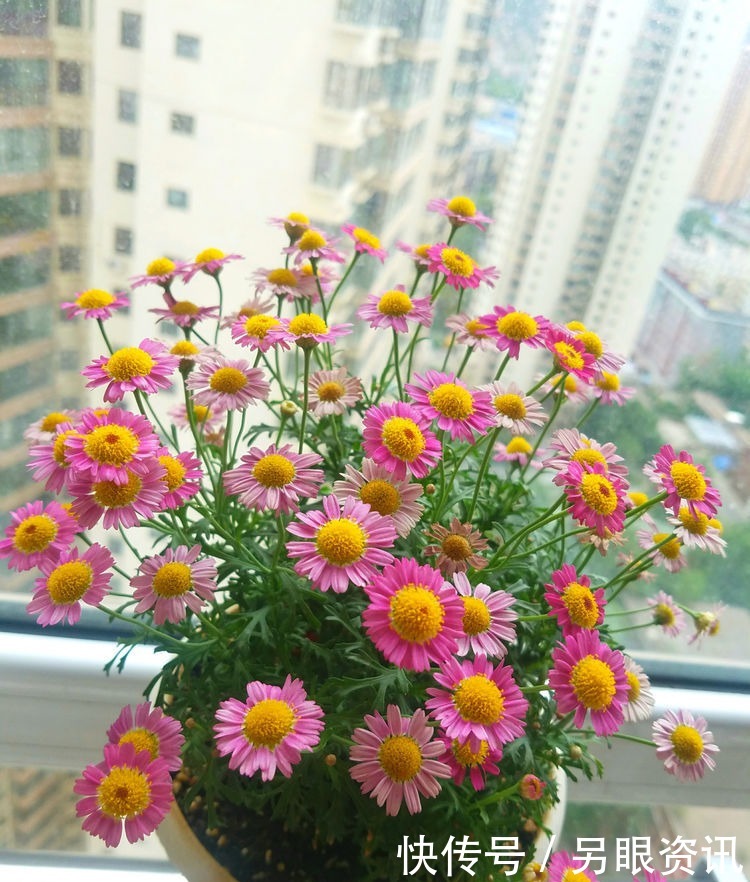 喜欢玫瑰,就养盆“精品玫瑰”红玫瑰,花开红色似火,美艳优雅!