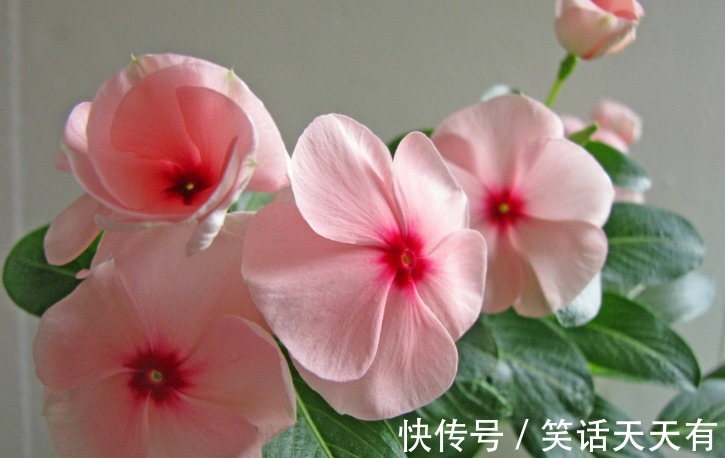 养花总是不开花,试试养这些小花,保你朵朵开花爆盆,懒人一样养
