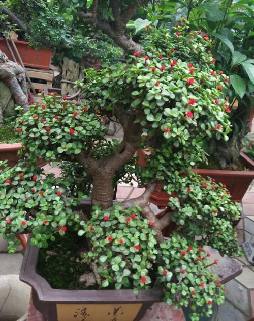 养3种花不要浇水在花叶上，轻则变丑重则腐烂，新手花友要注意