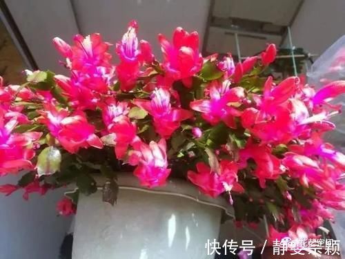 三角梅、君子兰、蟹爪兰、不开花，让人头疼，教你一招解决！