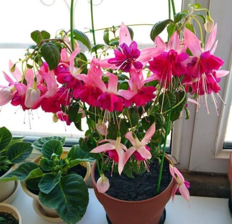 几种花超漂亮,惊艳四座,好养易爆盆,阳台开花变温馨小花园