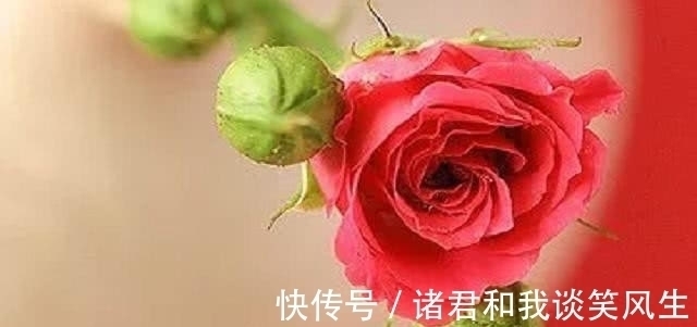 塔罗占卜：4朵玫瑰，你觉得哪朵最先枯萎？测你在多少岁会显老！