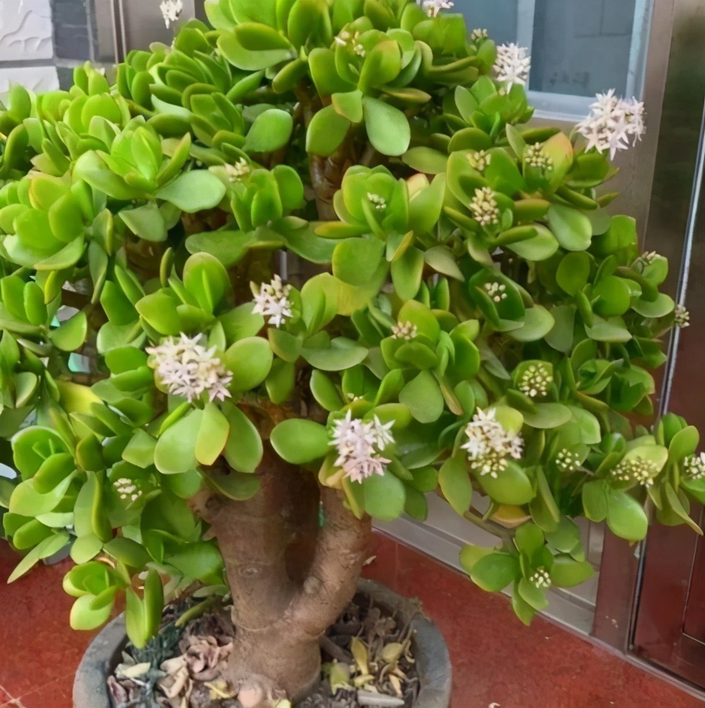 发财树|七种带“钱”的花，好看又好养，寓意吉祥，财源滚滚，建议养一盆