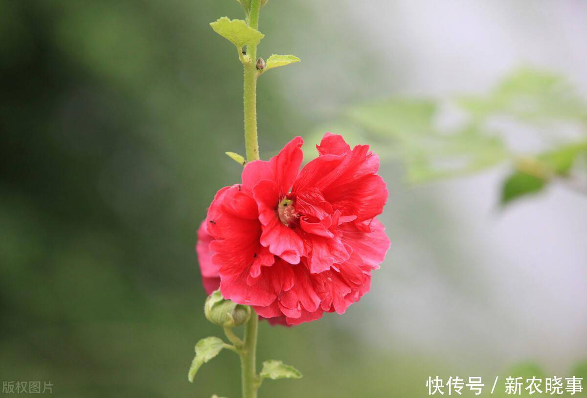 以前被嫌弃的土花，现在变成盆栽中的“香饽饽”，只因好养花量大