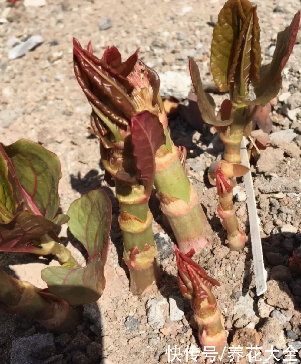 院子长出9种草，看到就铲除，留着就是大祸害