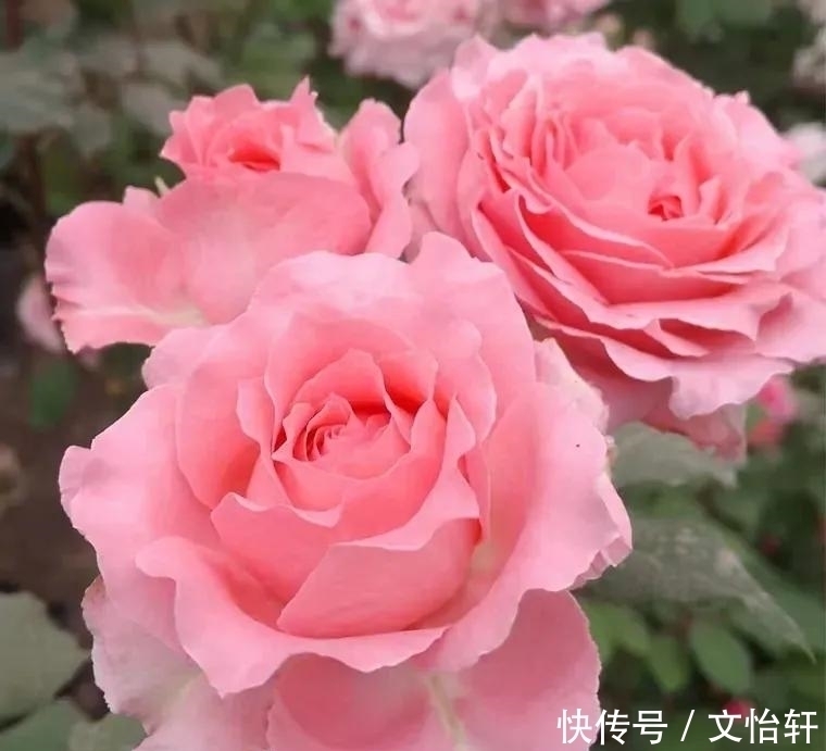 品种|100个月季品种,千姿百态,每个都很漂亮,图名并茂,值得收藏