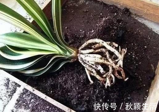 营养物质|手把手教你“君子兰”换盆,做好关键几点,年年开花不断,长得旺