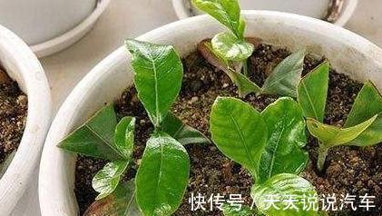 2种花现在扦插还不晚，折个枝插盆里，生根快，成活率高