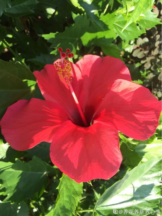 想要家里四季花开，这20种花，连续能开300天，完全不歇气